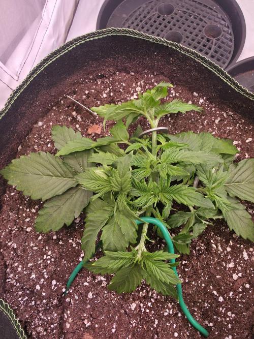 Royal Queen Seed first try. Week 2