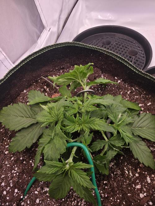 Royal Queen Seed first try. Week 2