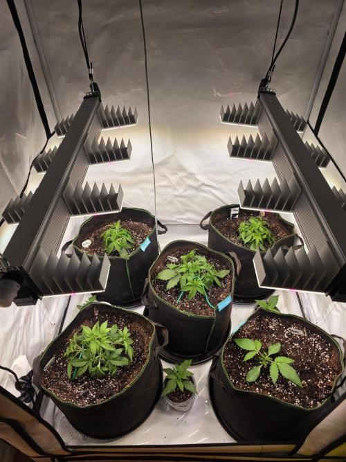 Royal Queen Seed first try. Week 2