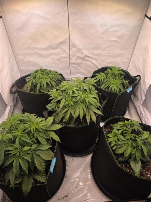 Royal Queen Seed first try. Week 3