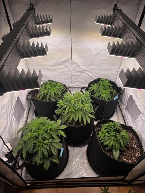 Royal Queen Seed first try. Week 3