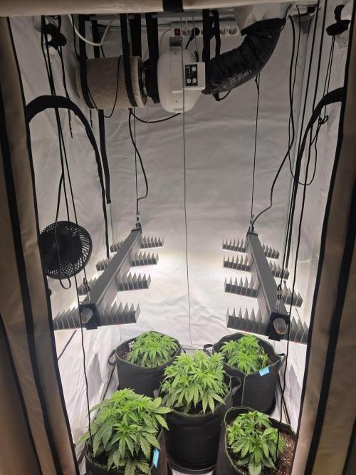 Royal Queen Seed first try. Week 3