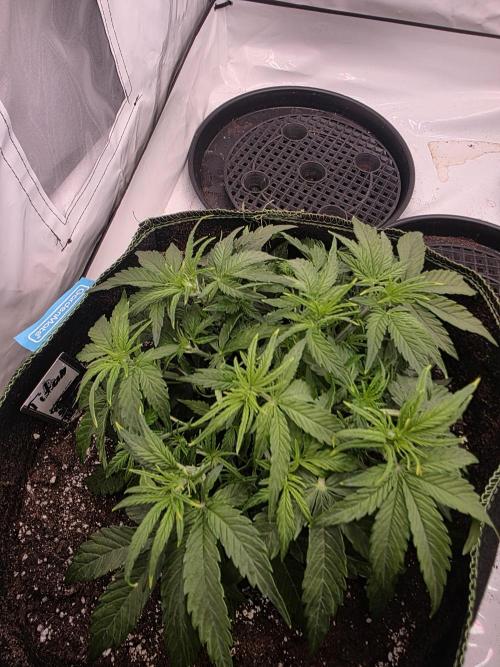 Royal Queen Seed first try. Week 3