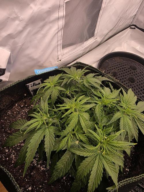 Royal Queen Seed first try. Week 3