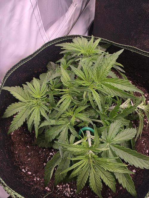 Royal Queen Seed first try. Week 3
