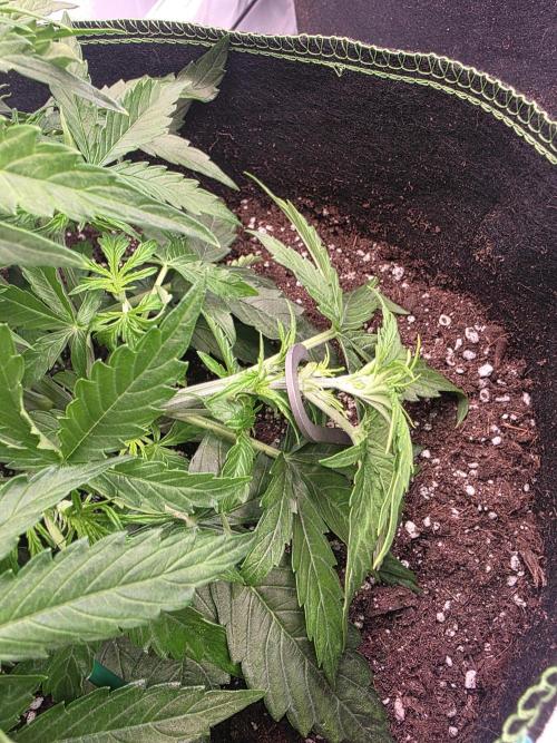 Royal Queen Seed first try. Week 3