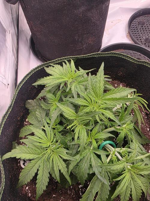Royal Queen Seed first try. Week 3