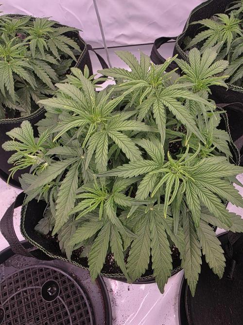 Royal Queen Seed first try. Week 3