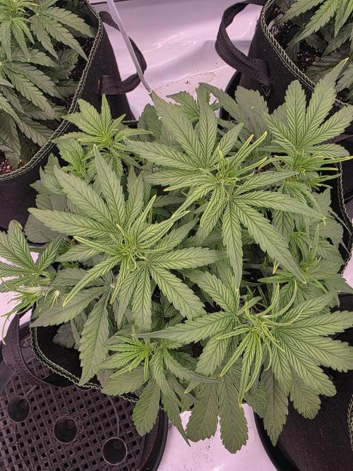 Royal Queen Seed first try. Week 3