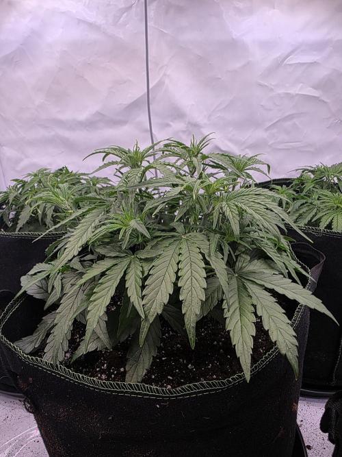 Royal Queen Seed first try. Week 3