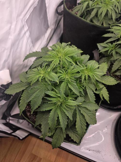 Royal Queen Seed first try. Week 3