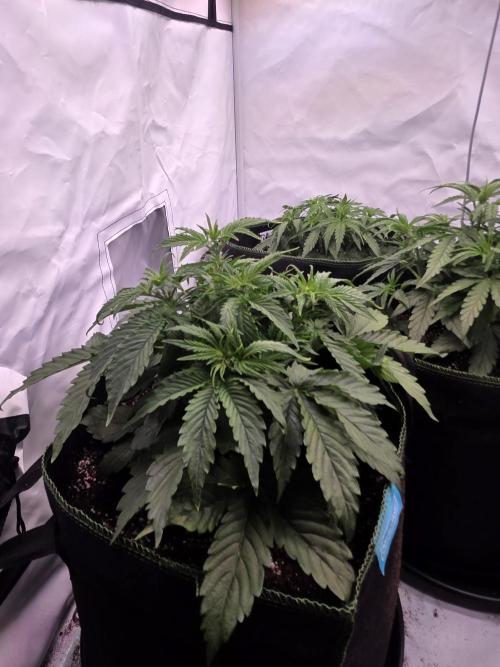 Royal Queen Seed first try. Week 3