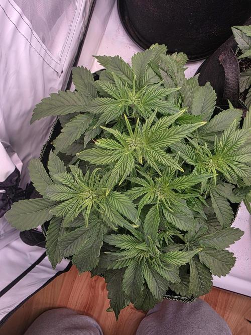 Royal Queen Seed first try. Week 3