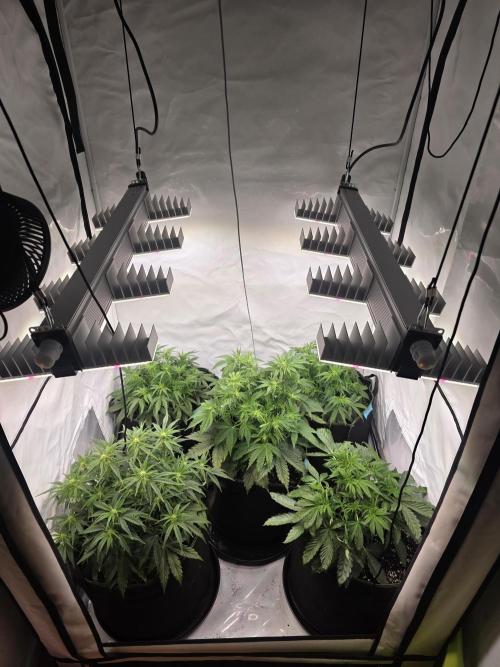 Royal Queen Seed first try. Week 4