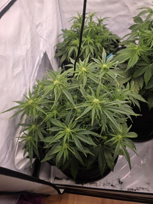 Royal Queen Seed first try. Week 4