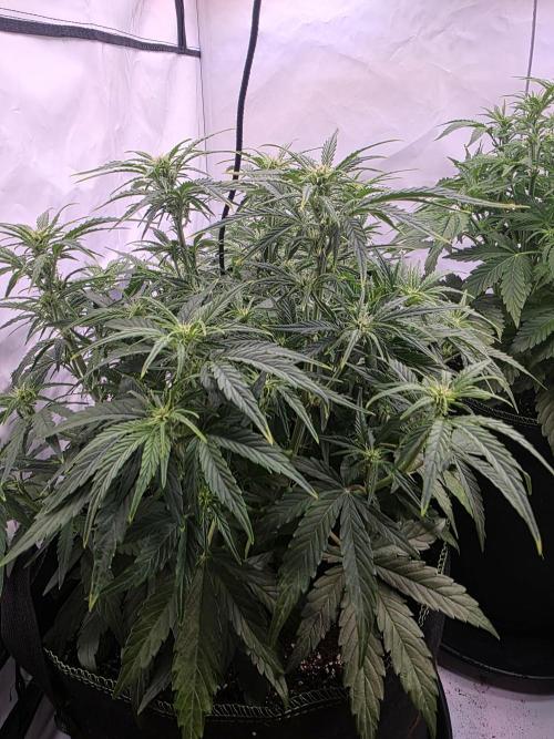 Royal Queen Seed first try. Week 4