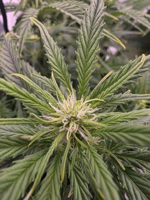 Royal Queen Seed first try. Week 4