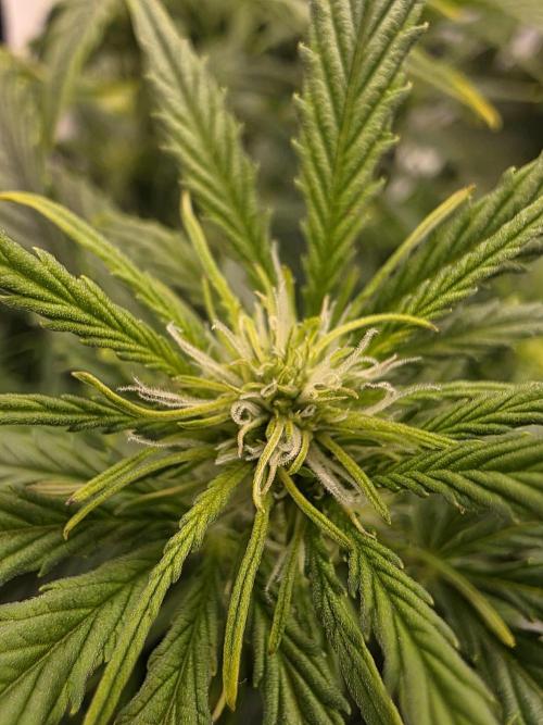 Royal Queen Seed first try. Week 4