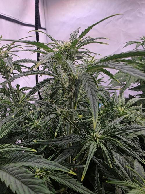 Royal Queen Seed first try. Week 4