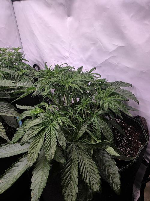 Royal Queen Seed first try. Week 4