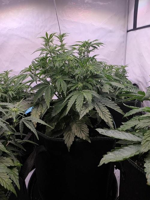 Royal Queen Seed first try. Week 4