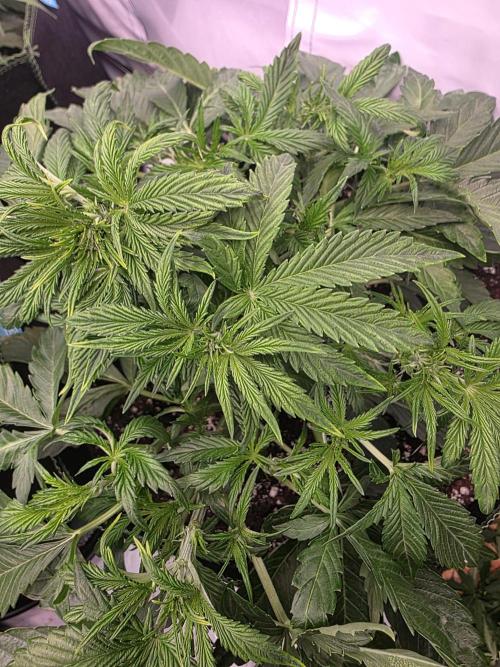 Royal Queen Seed first try. Week 4