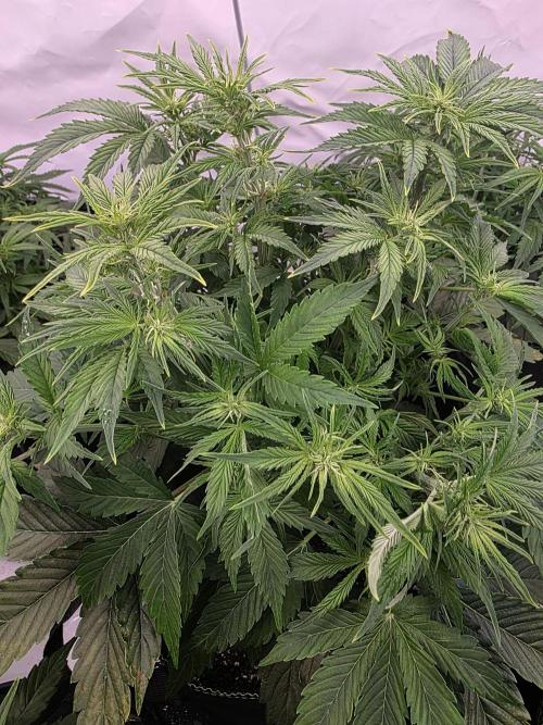 Royal Queen Seed first try. Week 4