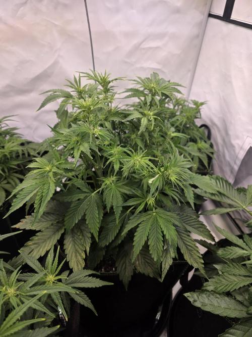 Royal Queen Seed first try. Week 4