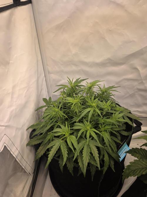 Royal Queen Seed first try. Week 4