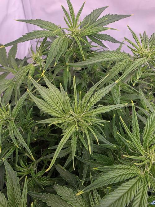 Royal Queen Seed first try. Week 4