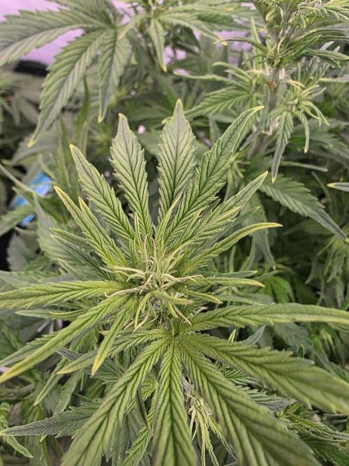 Royal Queen Seed first try. Week 4