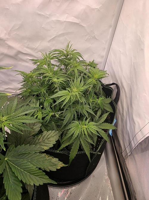 Royal Queen Seed first try. Week 4