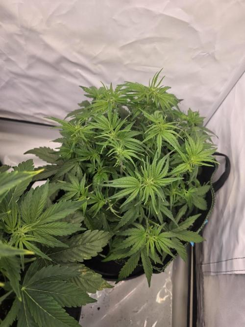 Royal Queen Seed first try. Week 4