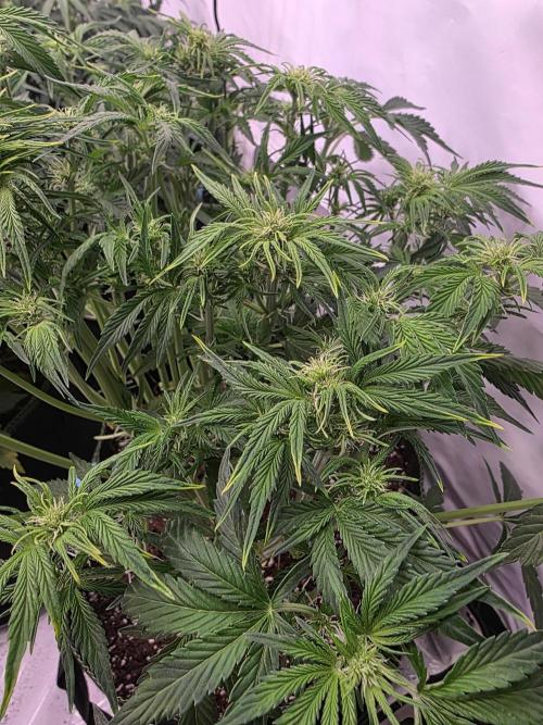 Royal Queen Seed first try. Week 5