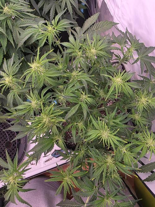 Royal Queen Seed first try. Week 5