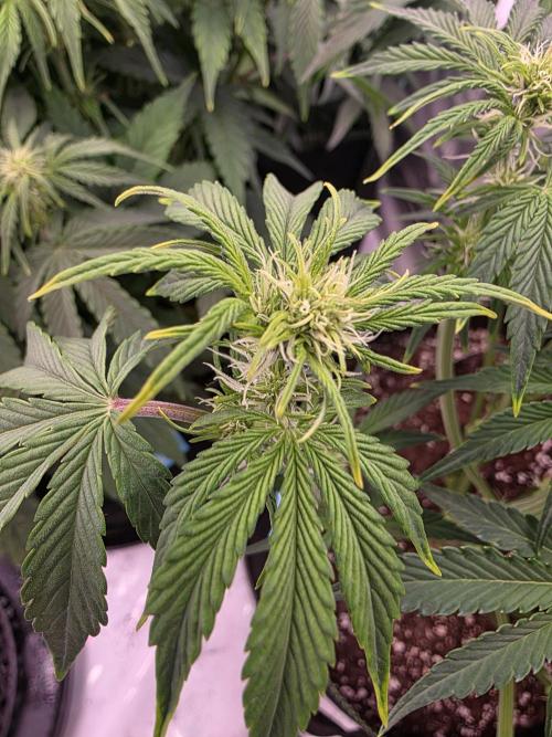 Royal Queen Seed first try. Week 5