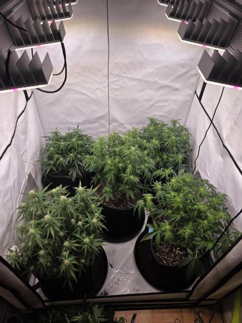 Royal Queen Seed first try. Week 5