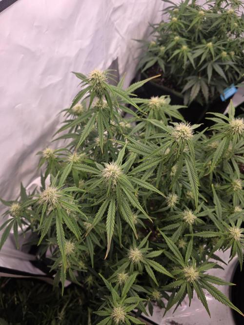 Royal Queen Seed first try. Week 5