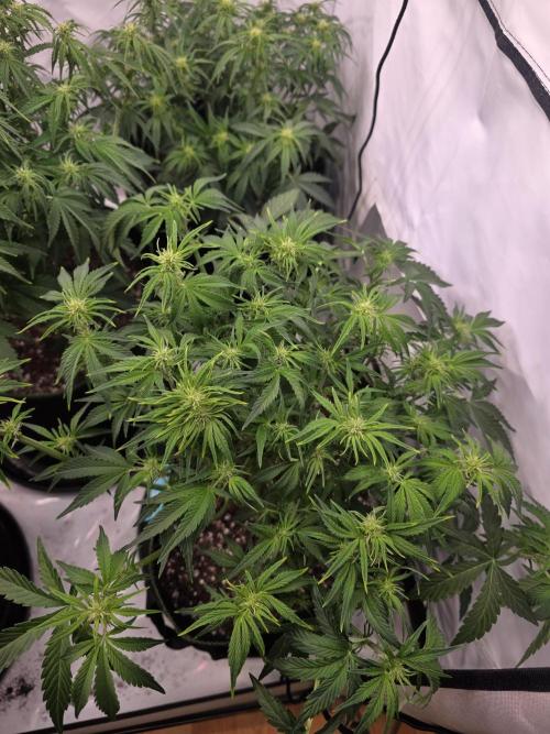 Royal Queen Seed first try. Week 5