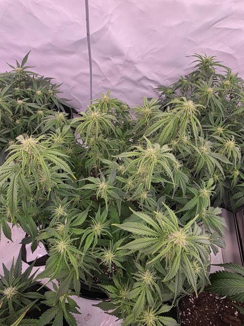 Royal Queen Seed first try. Week 5
