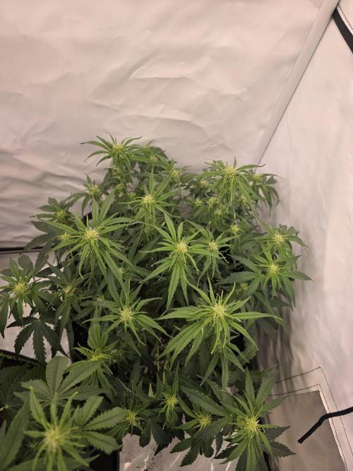 Royal Queen Seed first try. Week 5