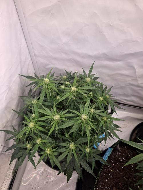 Royal Queen Seed first try. Week 5