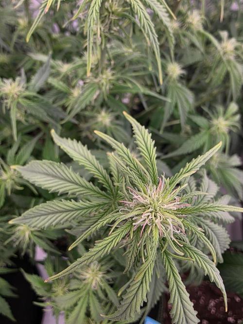 Royal Queen Seed first try. Week 5