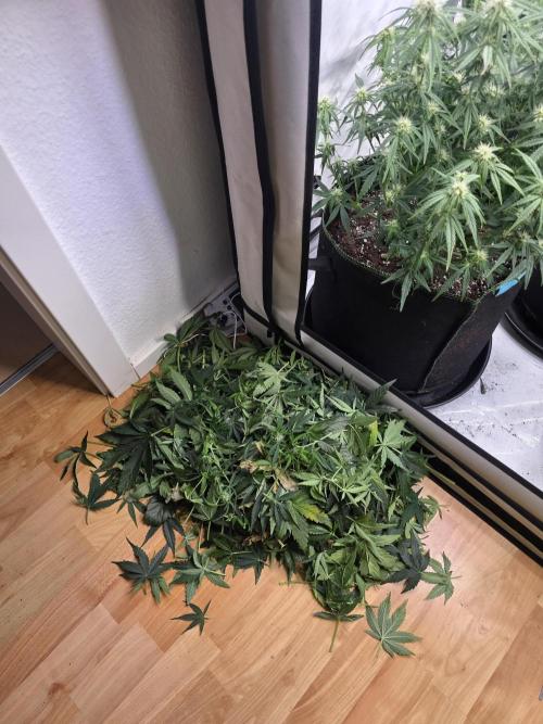 Royal Queen Seed first try. Week 5