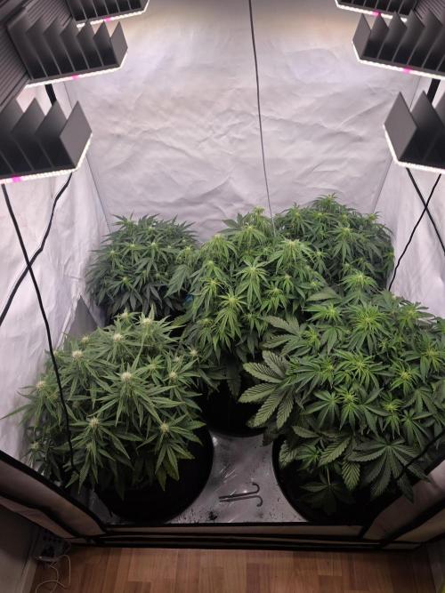 Royal Queen Seed first try. Week 5