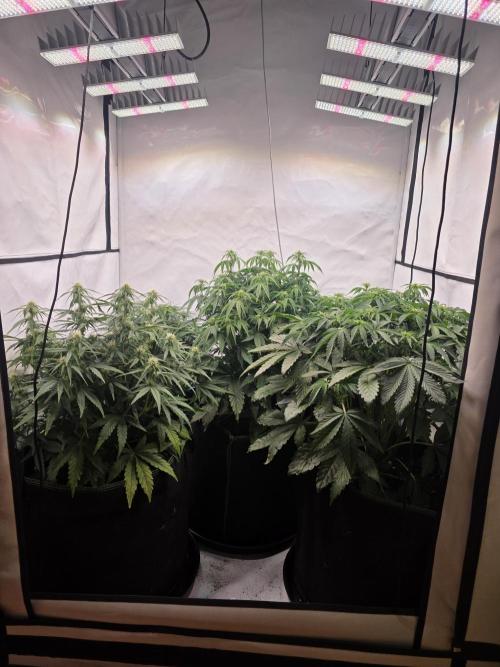 Royal Queen Seed first try. Week 5