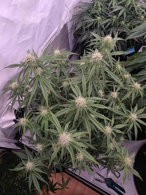 Royal Queen Seed first try. Week 5