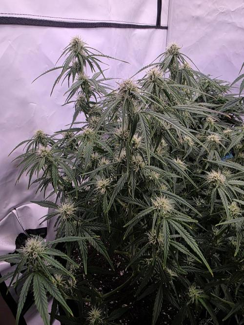 Royal Queen Seed first try. Week 5