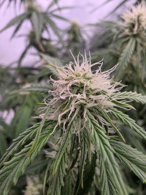 Royal Queen Seed first try. Week 5