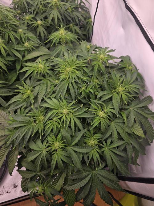 Royal Queen Seed first try. Week 5